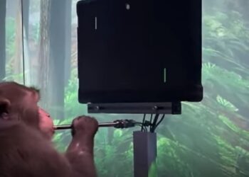 (VIDEO) Una empresa de Elon Musk muestra a un mono jugando a un videojuego con la mente mediante un chip cerebral
