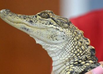 Familia en China ordena pescado y recibe un cocodrilo