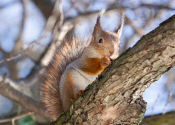 (VIDEO) Bomberos salvan a una ardilla que quedó atascada en el hoyo de un árbol