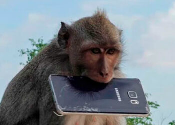 (VIDEO) Un mono interrumpe un baile de TikTok de dos adolescentes y les roba el móvil en plena grabación