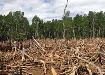 ONG crea inteligencia artificial para detectar la deforestación de bosques