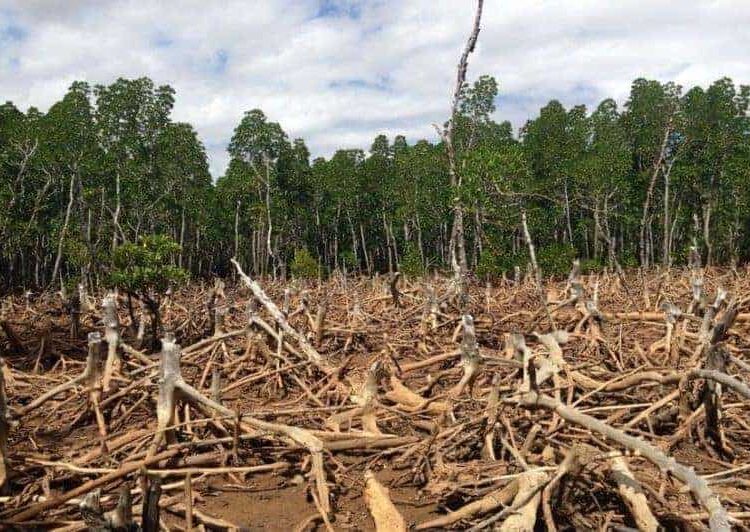 ONG crea inteligencia artificial para detectar la deforestación de bosques