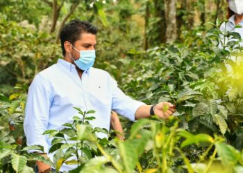 Lunes inicia la entrega de fertilizantes y fungicidas a caficultores de parte del MAG