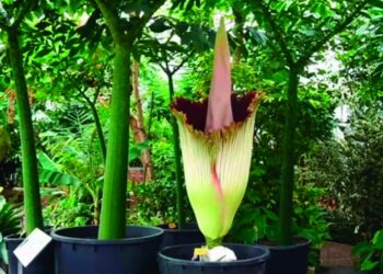 La extraña «flor cadáver» que florece cada 40 años