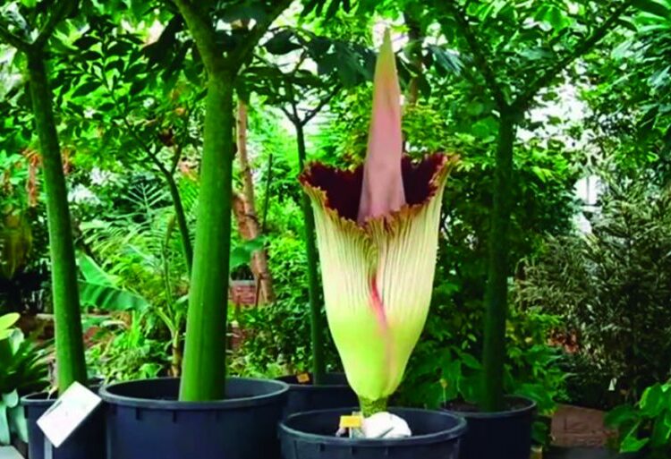 La extraña «flor cadáver» que florece cada 40 años