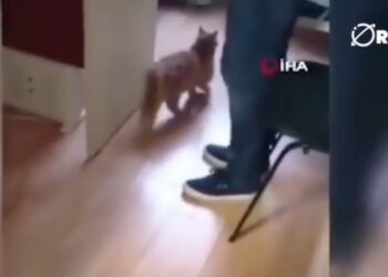 TENDENCIA | Una gata lleva a sus crías que no pueden abrir los ojos a una clínica