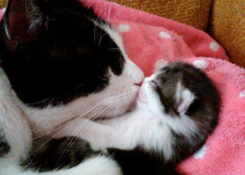 (VIDEO) Una gata enfrenta a tres perros y salva a su cría