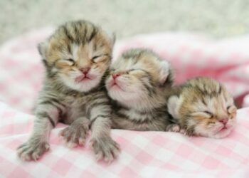 (VIDEO) Una gata lleva a sus crías que no pueden abrir los ojos a una clínica