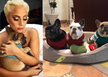 Detienen cinco personas por el secuestro de los perros de Lady Gaga