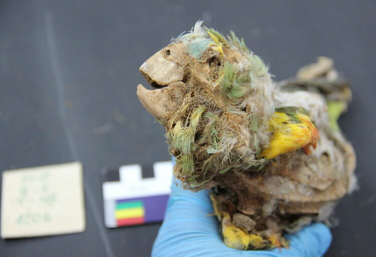 Descubren momias de loros del Amazonas en desierto de Chile