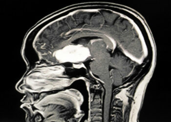 Descubren un nuevo órgano en la cabeza que estuvo oculto durante milenios