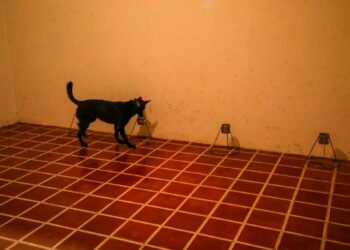 Perros para detectar covid-19 estarán destacados en Las Chinamas, La Hachadura y en el aeropuerto