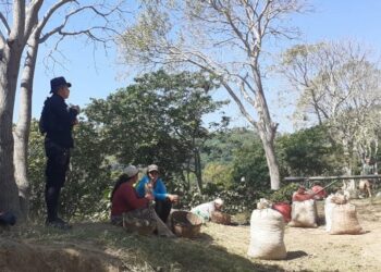 Productores de café optimistas ante plan de rescate del sector cafetero, anunciado por el gobierno
