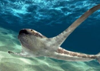 Paleantologos estudian un fósil similar a un tiburón con «alas» de mantarraya