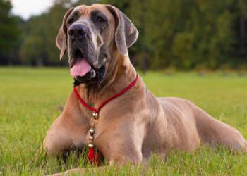 (VIDEO) Brewski, un enorme ‘perro guardián’ le tiene miedo al brócoli y a los calcetines
