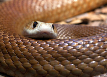 Un cazador de serpientes australiano descubre una ‘fea sorpresa’ en el techo de la casa de una familia