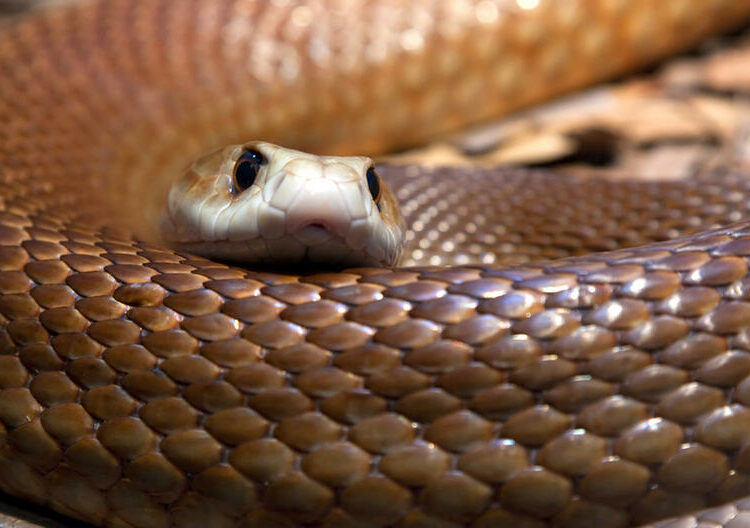 Un cazador de serpientes australiano descubre una ‘fea sorpresa’ en el techo de la casa de una familia