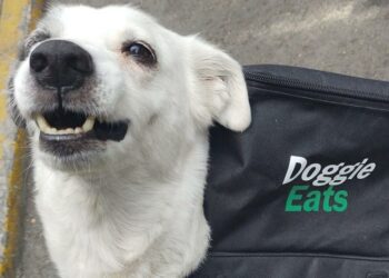 Una perra se vuelve viral por ‘repartir’ comida a domicilio para ayudar a un refugio de animales en México