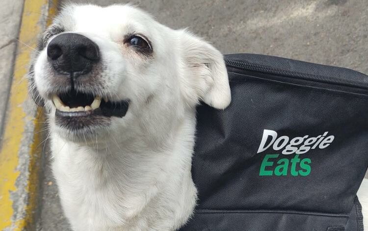 Una perra se vuelve viral por ‘repartir’ comida a domicilio para ayudar a un refugio de animales en México