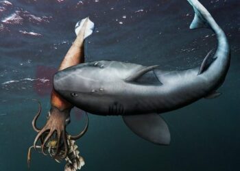 Descubren fósil de un calamar que hace 180 millones de años fue cazado por un tiburón mientras se comía una langosta