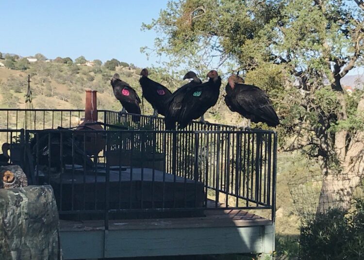 Una bandada de cóndores en extinción invade una casa en California, hace destrozos y se niega a irse