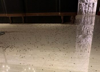 (VIDEO) Atacan un restaurante arrojando miles de cucarachas en su interior