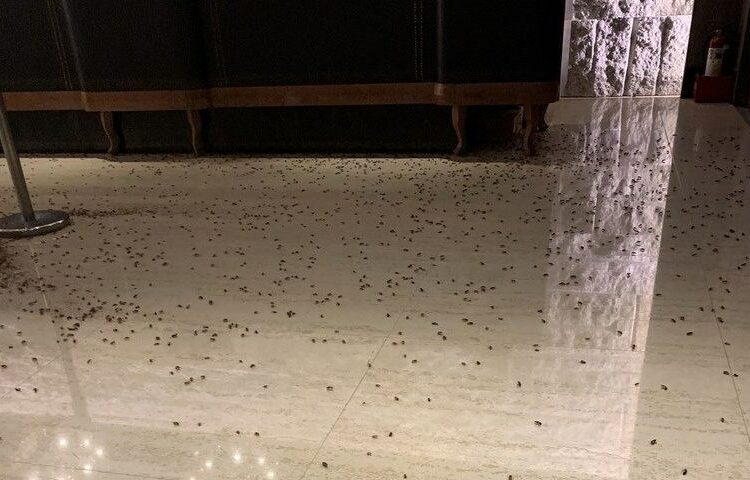 (VIDEO) Atacan un restaurante arrojando miles de cucarachas en su interior