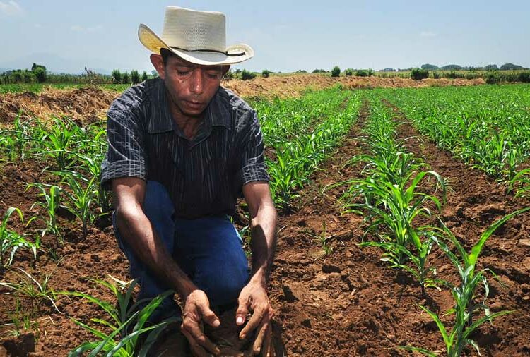 Bandesal apoyará ejecución de fideicomisos en apoyo al sector agropecuario