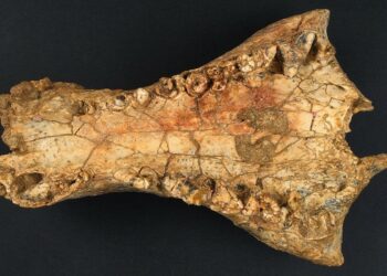 Descubren en Australia una nueva especie de cocodrilo de gran tamaño que habría vivido hace 25 millones de años