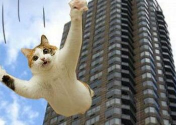 (Video) Un gato salta desde edificio en llamas y sobrevive