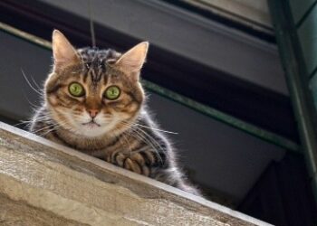 (VIDEO) El angustioso pero exitoso rescate de un gato atorado en una ventana