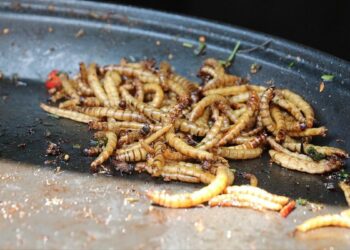 Los humanos del futuro tendrán que comer larvas y gusanos para evitar la desnutrición, según científicos