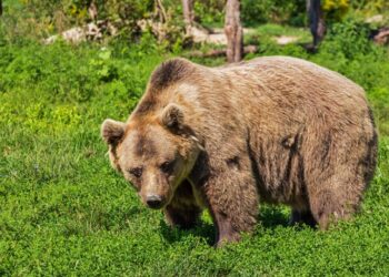 La saliva del oso pardo de Rusia contiene un antibiótico que combate una bacteria resistente a los fármacos actuales