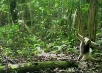 (VIDEO) Captan a un oso hormiguero haciendo movimientos de kung fu