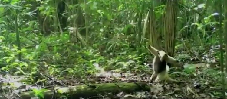 (VIDEO) Captan a un oso hormiguero haciendo movimientos de kung fu