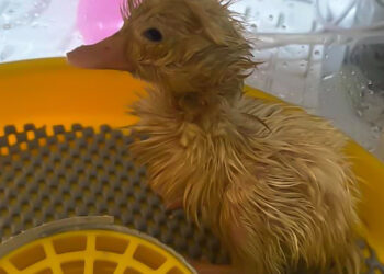 Una mujer logra hacer nacer un pato de un huevo común de supermercado