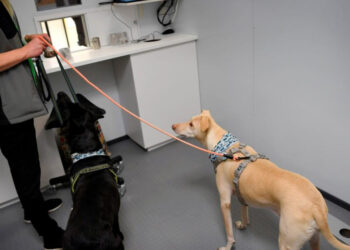 Científicos afirman que identificaron un nuevo coronavirus que podría ser transmitido de perros a humanos