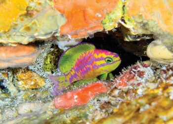 Descubren nueva especie de pez neón en Brasil