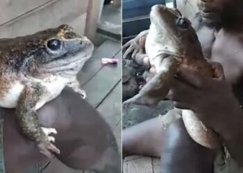 (VIDEO) Encuentran a una enorme rana del tamaño de un bebé humano en las Islas Salomón