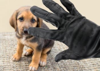 Reportera que informaba sobre el robo de un perro detiene al ladrón al encontrarlo en la calle