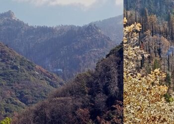 Hallan en California una secuoya gigante que arde desde los incendios forestales del año 2020