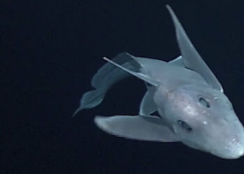 (VIDEO) Científicos filman por primera vez un tiburón «fantasma»