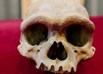 Hallan en China el cráneo del ‘hombre dragón’ de 140.000 años de antigüedad, que representa una nueva especie de homínido