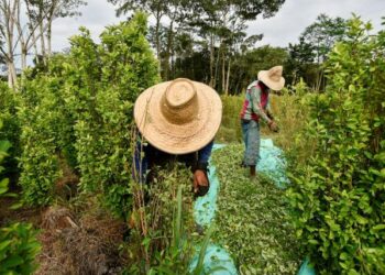 EE.UU. registra un aumento récord de producción de coca en Colombia y Perú