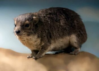 (VIDEO) Descubren una nueva especie de mamífero en África gracias al inquietante ‘ladrido’ nocturno que emite