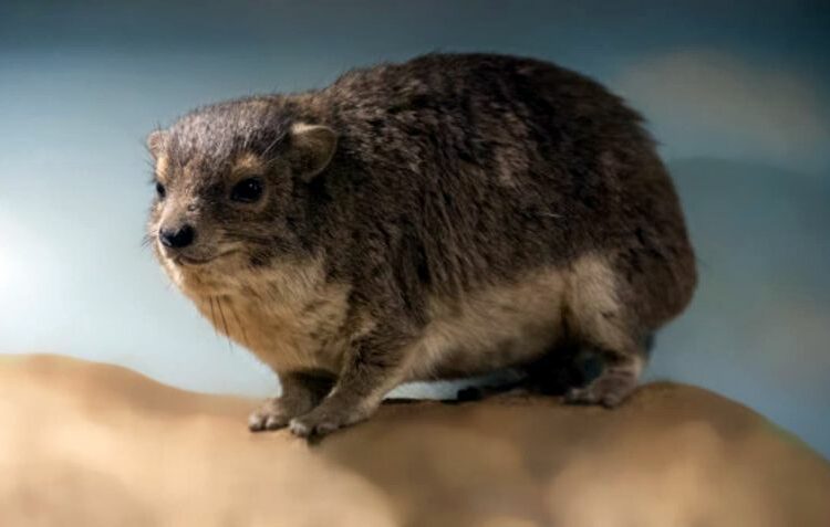 (VIDEO) Descubren una nueva especie de mamífero en África gracias al inquietante ‘ladrido’ nocturno que emite