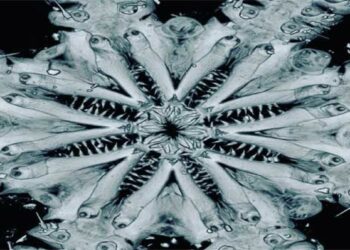 Descubren una nueva especie de animal marino con ocho brazos armados con anzuelos y espinas