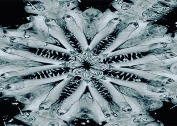 Descubren una nueva especie de animal marino con ocho brazos armados con anzuelos y espinas