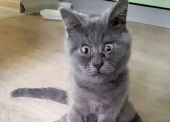 (VIDEO) Fedia, el gato ruso ‘siempre sorprendido’ que enamoró a las redes