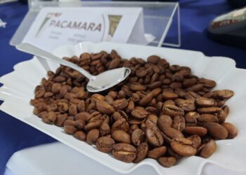 El mejor café de El Salvador se cultiva en Chalatenango